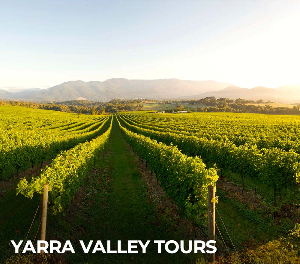 yarra valley tours