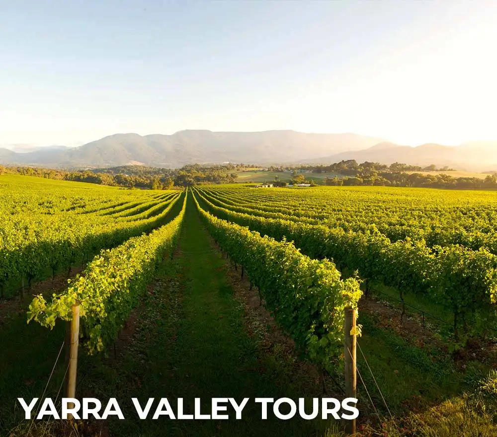 yarra valley tours